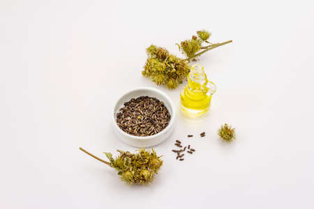 Burdock oil and seeds isolated on white background. Beauty and personal care concept
