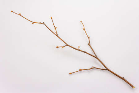 Tree branch with buds isolated on white backgroundの写真素材