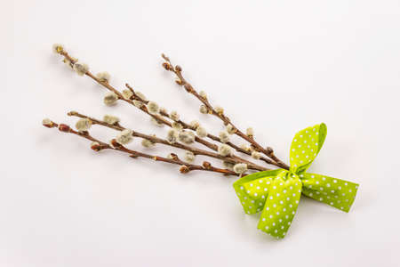Sprig of willow isolated on white background. Willow seals, fluffy buds. Happy Easter conceptの写真素材