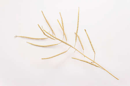 Dry decorative grass isolated on a white background. Great element for a bouquet in floristry. Ornamental plant for attractive flower arrangementsの写真素材