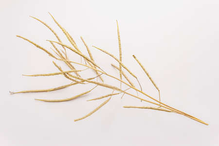 Dry decorative grass isolated on a white background. Great element for a bouquet in floristry. Ornamental plant for attractive flower arrangementsの写真素材
