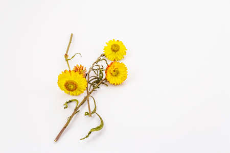 Golden everlasting dry flower isolated on white background. Yellow Xerochrysum bracteatum, dry stem and leavesの写真素材