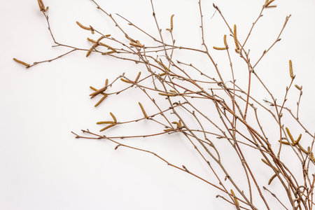 Birch branches isolated on white background. Easter background. Zero Waste concept