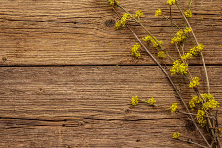 Fresh flowering sprigs of dogwood on vintage wooden background. Springtime mood concept, card template, wallpaper, backdrop, top viewの写真素材