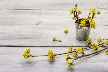 Fresh flowering sprigs of dogwood on wooden boards background. Springtime mood concept, tin bucket, card template, wallpaper, backdrop, copy spaceの写真素材