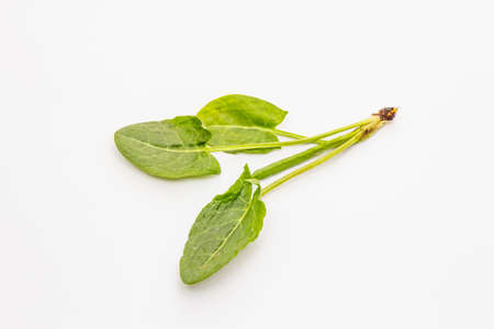 Fresh green sorrel isolated on white background. Traditional ingredient for spring soupの写真素材