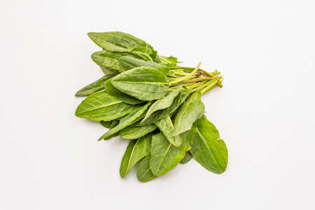 Fresh green sorrel isolated on white background. Traditional ingredient for spring soup