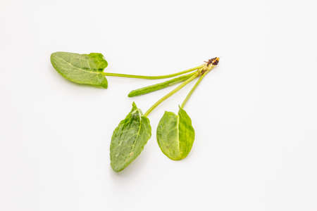 Fresh green sorrel isolated on white background. Traditional ingredient for spring soupの写真素材