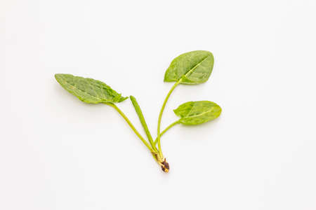 Fresh green sorrel isolated on white background. Traditional ingredient for spring soupの写真素材