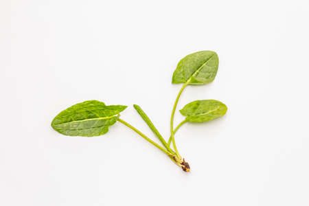 Fresh green sorrel isolated on white background. Traditional ingredient for spring soupの写真素材
