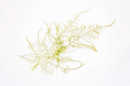 Asparagus plumosus isolated on white background. Decor element, houseplant, design, floristicsの写真素材