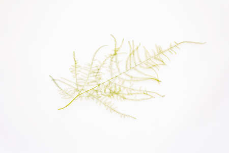 Asparagus plumosus isolated on white background. Decor element, houseplant, design, floristicsの写真素材