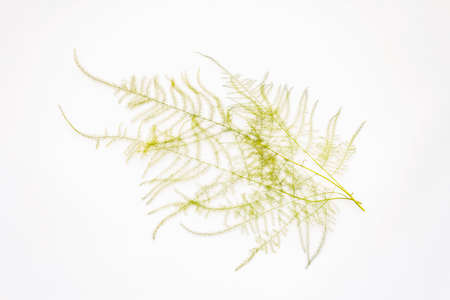Asparagus plumosus isolated on white background. Decor element, houseplant, design, floristicsの写真素材