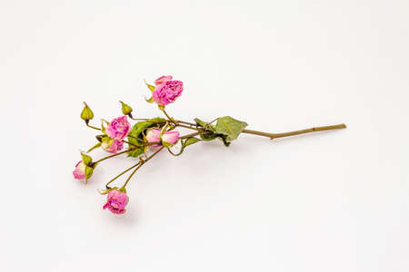 Dry roses flowers isolated on white background. Aromatic flowers, traditional ingredient for food and cosmeticsの写真素材
