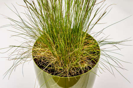 Lawn grass isolated on white background. Potted green plantの写真素材