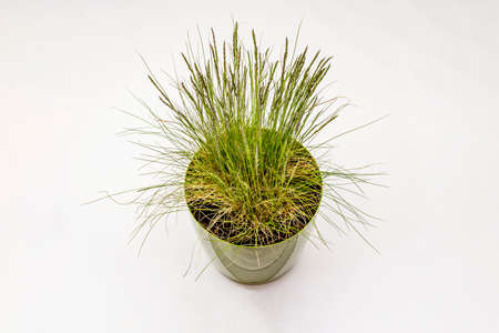 Lawn grass isolated on white background. Potted green plantの写真素材