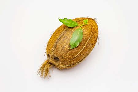 Fresh ripe coconut isolated on white background. Whole fruit, ingredient for healthy and beauty lifeの写真素材