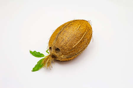 Fresh ripe coconut isolated on white background. Whole fruit, ingredient for healthy and beauty lifeの写真素材