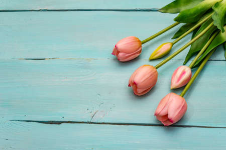 Greetings card, wallpaper, backdrop. Happy Mothers Day, Easter, St.Valentines or Wedding. Gentle pink tulips on turquoise wooden boards backgroundの写真素材