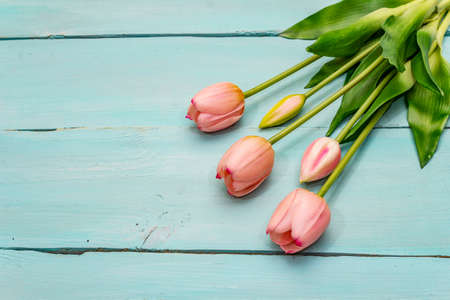 Greetings card, wallpaper, backdrop. Happy Mothers Day, Easter, St.Valentines or Wedding. Gentle pink tulips on turquoise wooden boards backgroundの写真素材