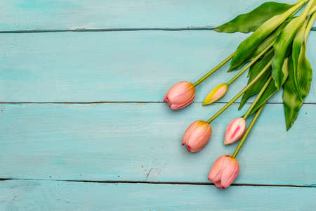 Greetings card, wallpaper, backdrop. Happy Mothers Day, Easter, St.Valentines or Wedding. Gentle pink tulips on turquoise wooden boards backgroundの写真素材