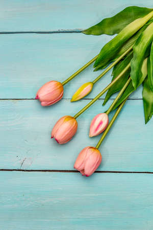 Greetings card, wallpaper, backdrop. Happy Mothers Day, Easter, St.Valentines or Wedding. Gentle pink tulips on turquoise wooden boards backgroundの写真素材