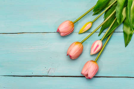 Greetings card, wallpaper, backdrop. Happy Mothers Day, Easter, St.Valentines or Wedding. Gentle pink tulips on turquoise wooden boards backgroundの写真素材