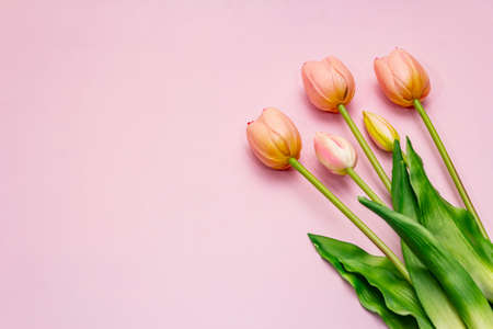 Greetings card, wallpaper, backdrop. Happy Mothers Day, Easter, St.Valentines or Wedding. Gentle pink tulips on rosy backgroundの写真素材