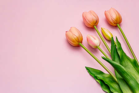 Greetings card, wallpaper, backdrop. Happy Mothers Day, Easter, St.Valentines or Wedding. Gentle pink tulips on rosy backgroundの写真素材