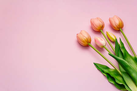 Greetings card, wallpaper, backdrop. Happy Mothers Day, Easter, St.Valentines or Wedding. Gentle pink tulips on rosy backgroundの写真素材