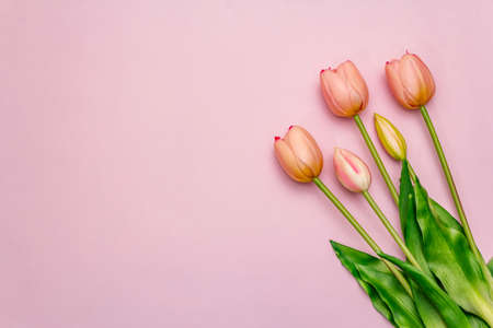 Greetings card, wallpaper, backdrop. Happy Mothers Day, Easter, St.Valentines or Wedding. Gentle pink tulips on rosy backgroundの写真素材