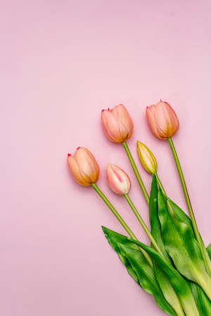 Greetings card, wallpaper, backdrop. Happy Mothers Day, Easter, St.Valentines or Wedding. Gentle pink tulips on rosy backgroundの写真素材
