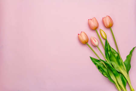Greetings card, wallpaper, backdrop. Happy Mothers Day, Easter, St.Valentines or Wedding. Gentle pink tulips on rosy backgroundの写真素材