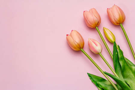 Greetings card, wallpaper, backdrop. Happy Mothers Day, Easter, St.Valentines or Wedding. Gentle pink tulips on rosy backgroundの写真素材