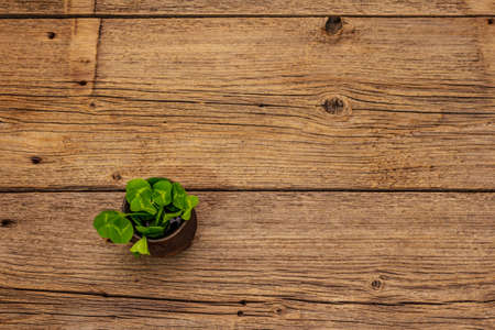 Fresh clover bouquet in ceramic cup. Good luck symbol, St.Patrick's Day concept. Old wooden boards backgroundの写真素材