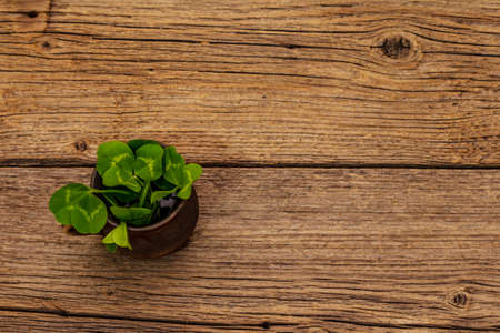Fresh clover bouquet in ceramic cup. Good luck symbol, St.Patrick's Day concept. Old wooden boards backgroundの写真素材