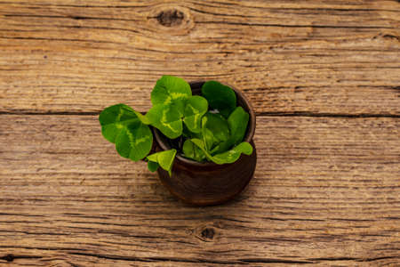 Fresh clover bouquet in ceramic cup. Good luck symbol, St.Patrick's Day concept. Old wooden boards backgroundの写真素材
