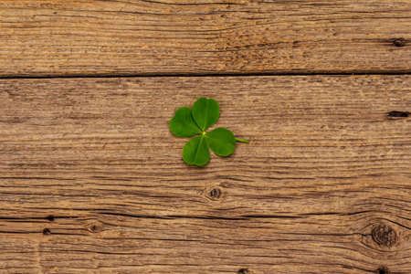 Four-leaf clover, fresh plant on vintage wooden boards. Good luck symbol, St.Patrick's Day concept. Old backgroundの写真素材