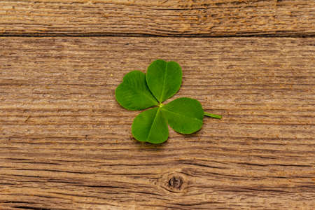 Four-leaf clover, fresh plant on vintage wooden boards. Good luck symbol, St.Patrick's Day concept. Old backgroundの写真素材