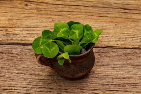 Fresh clover bouquet in ceramic cup. Good luck symbol, St.Patrick's Day concept. Old wooden boards backgroundの写真素材