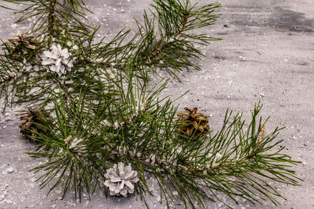New Year concept. Pine branch, cones, snow. Christmas decorations wallpaper. Grey stone concrete backgroundの写真素材