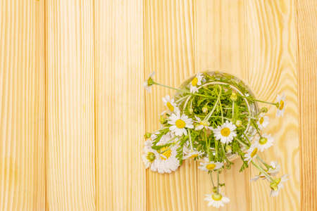 Bouquet of chamomile. Fresh flowers, crochet pattern. Alternative medicine, lifestyle.Wooden boards background, cardの写真素材