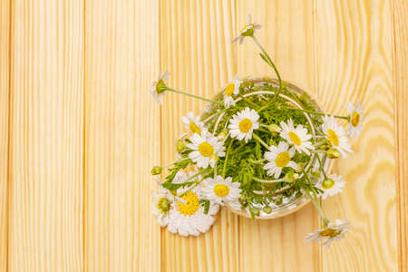 Bouquet of chamomile. Fresh flowers, crochet pattern. Alternative medicine, lifestyle.Wooden boards background, cardの写真素材