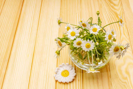 Bouquet of chamomile. Fresh flowers, crochet pattern. Alternative medicine, lifestyle.Wooden boards background, cardの写真素材