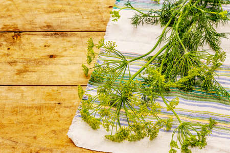 Fresh young dill, inflorescences and its greens. Traditional ingredient for cooking. Old wooden backgroundの写真素材