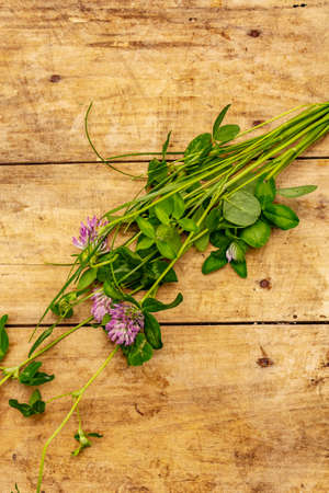 Bunch of fresh flowering clover. Wooden boards backgroundの写真素材