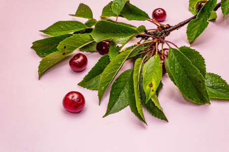Ripe cherry on the branches. Fresh berries, healthy dessert. Gentle pink background