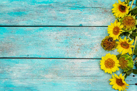 Fresh sunflowers on trendy turquoise wooden boards background. Bright fragrant flowers, rural still life, top viewの写真素材