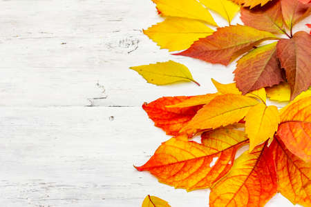 Colorful fall leaves on white wooden boards. Festive autumn background, card for Thanksgiving or...