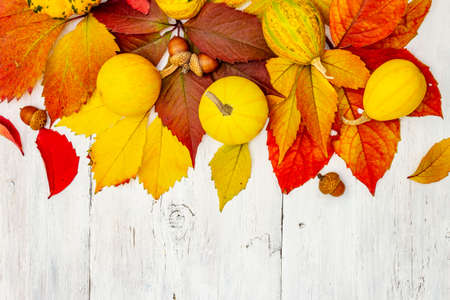 Colorful fall leaves with decorative pumpkins on white wooden boards. Festive autumn background, card for Thanksgiving or Halloween, seasonal good mood, top viewの写真素材